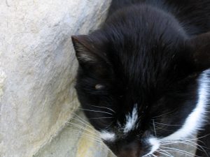 Tique sur la tête d'un chat Tique sur la tête d'un chat